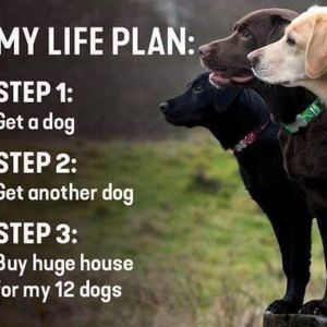 Meet your Posher, Dody